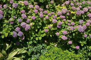 a bunch of purple flowers in a garden at Hotel Della Piccola Marina in Capri