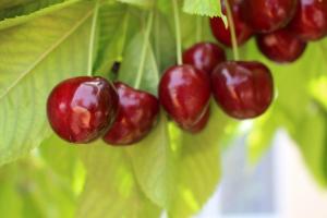 a bunch of red cherries hanging from a plant at Guest House Olga in Kaji-Say