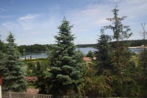 a group of pine trees in front of a lake at Mozaikowy Piec in Ślesin