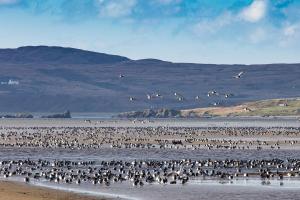 a large flock of birds flying over a beach at Port Charlotte Hotel in Port Charlotte