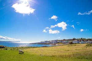 a sheep grazing in a field next to a body of water at Port Charlotte Hotel in Port Charlotte