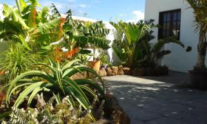 Gallery image of Finca Botanico Garden Apartment in Guatiza