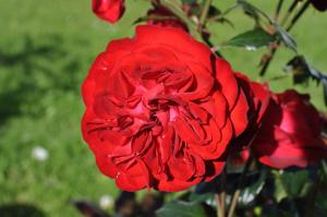 Czerwona róża rośnie w ogrodzie w obiekcie Koebenhovedskov Bed & Breakfast w mieście Rødding