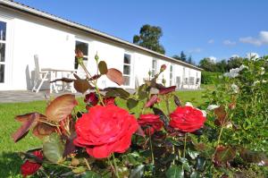 a bush of red roses in front of a house at Koebenhovedskov Bed & Breakfast in Rødding