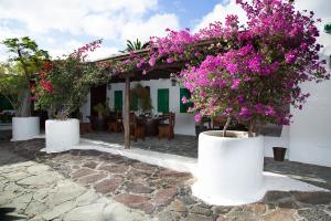 a patio with three potted plants with purple flowers at Hotelito La Era B&B in Yaiza