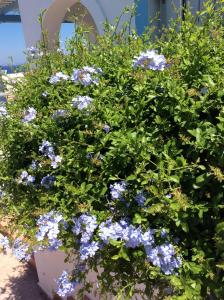 a bunch of blue flowers in a pot at Katerina Apartments & Studios in Naousa