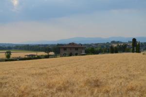 a field of wheat in front of a building at Podere Molinaccio in Panicale