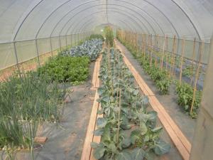 a greenhouse filled with lots of green plants at Agriturismo Bio-Ecologico Sant'Isidoro in Roccaforte Mondovì