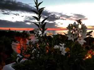 a plant with white flowers in front of a sunset at Hotel Crawford in Sant'Agnello