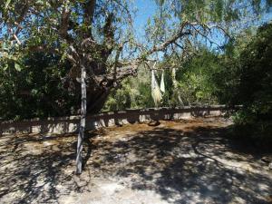 un árbol parado junto a una pared de piedra en Son Reus, en Es Carritxo