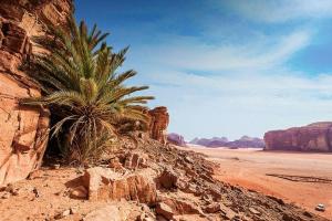Gallery image of The White Bedouin in Wadi Rum