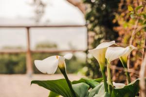 a close up of two white flowers on a plant at Borgo degli Ulivi in Porto Ercole