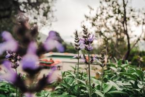 a group of purple flowers in a garden at Borgo degli Ulivi in Porto Ercole