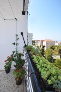 Zahrada ubytování Sunshine Apartment
