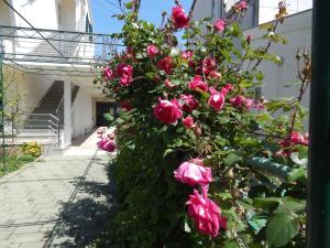 Vonkajšia záhrada v ubytovaní Lemon Tree Apartments