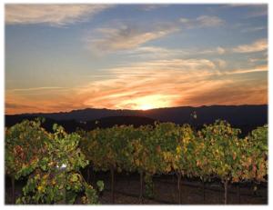 a bunch of grapes in a vineyard at sunset at The Eden House Vineyard in Templeton