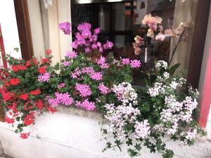 Zahrada ubytování Hotel Alle Alpi