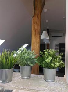 three potted plants on a counter in a kitchen at Apartament Przy Rynku in Opole
