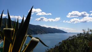 a plant with a view of a body of water at Albergo Suisse Bellevue in Monterosso al Mare