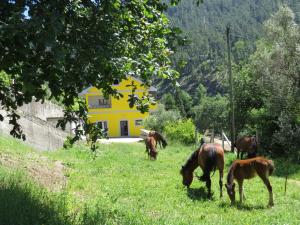 un grupo de caballos pastando en un campo con una casa amarilla en Quinta Machado Da Pedra Bela, en Gerês