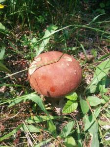 a red mushroom on the ground in the grass at Mini hotel Solnce Karpat in Polyana