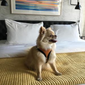 a dog that is sitting on a bed at 250 Main Hotel in Rockland