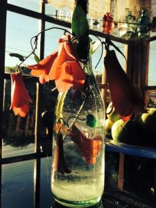 a vase filled with water with a flower in it at Posada la Piedra in Constitución +18 photos