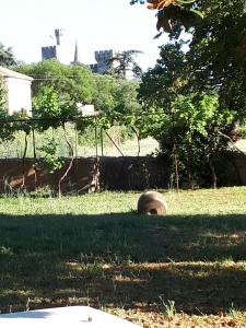 a ball in the grass in a yard at Villa SAINT-PRIVAT in Pouzilhac