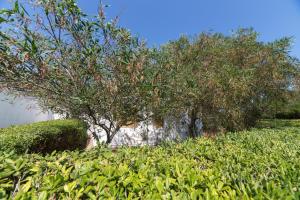 Сад в Salento Paradiso