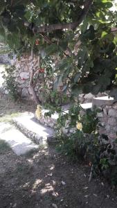 Gallery image of D&D Apartments in Pag