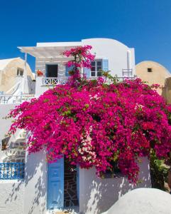 Una casa blanca con flores rosas. en Evilio Houses, en Oia