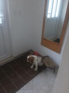 Domácí mazlíčci ubytovaní s hosty v ubytování Holiday home Gandalj_2