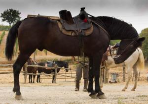 een man die naast een bruin paard staat bij Country House Poggio Aione in Catabbio