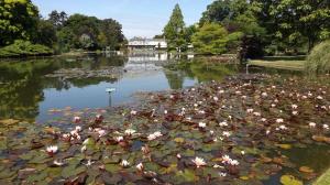 a pond filled with lots of water lilies at Wolds Cottage Pocklington in Pocklington