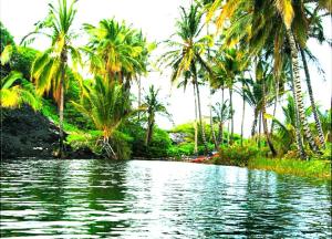 una masa de agua con palmeras en el fondo en Omah nDeso Argopeni, en Srumbung