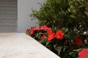 Fotografie z fotogalerie ubytování Flo Apartments v destinaci Ulcinj