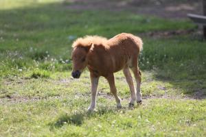 Zvieratá na farme alebo blízkom okolí