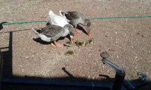 Gallery image of Château De Serrigny in Ladoix Serrigny