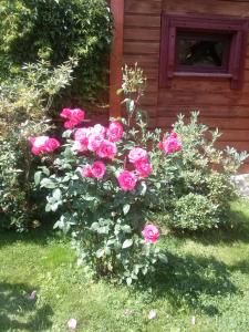 a bush of pink roses in front of a house at Dom Gościnny E-Lufka in Zawoja