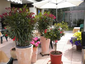 Κήπος έξω από το Pension Taverne