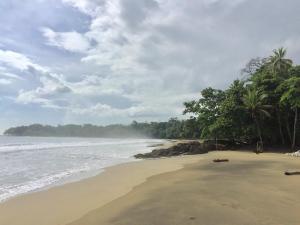 a sandy beach with palm trees and the ocean at Le Cameleon Boutique Hotel in Puerto Viejo