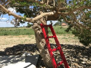 Foto da galeria de Villa Cenzina em Marina di Pisticci