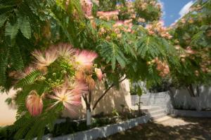 a tree with pink flowers in a garden at Summer Dream in Vlachata