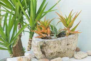 a pot filled with plants on a table at Summer Dream in Vlachata