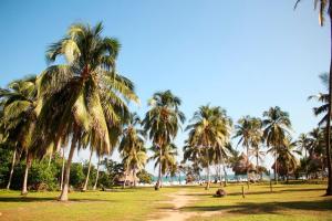 a group of palm trees on a field with a beach at Ecolodge Playa Brava Teyumakke in Calabazo