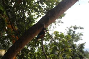 Foto dalla galleria di Alex Home Stay a Kandy