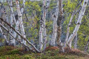 a group of white birch trees in a forest at Abisko Guesthouse & Activities in Abisko