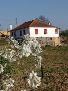 een wit huis en een boom met witte bloemen bij Casa da Vinha Grande in Poiares