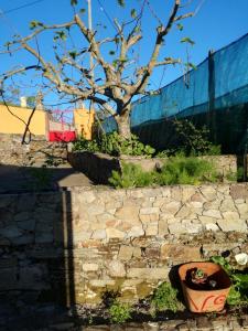 uma árvore sentada ao lado de uma parede com um vaso em Casa da Vinha Grande em Poiares