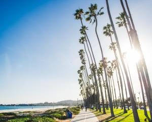 a row of palm trees on a sidewalk next to the beach at Hotel Santa Barbara in Santa Barbara